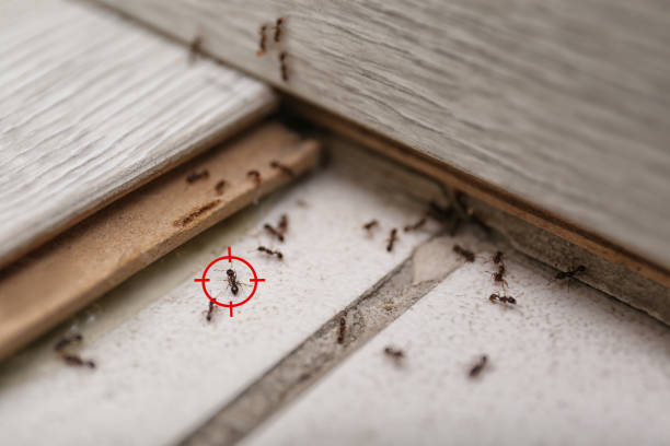 Best Emergency Pest Control  in Apple Creek, OH