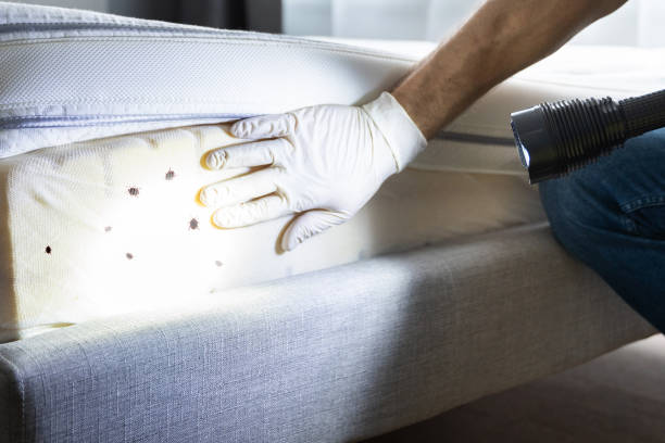 Best Termite Control Services  in Apple Creek, OH