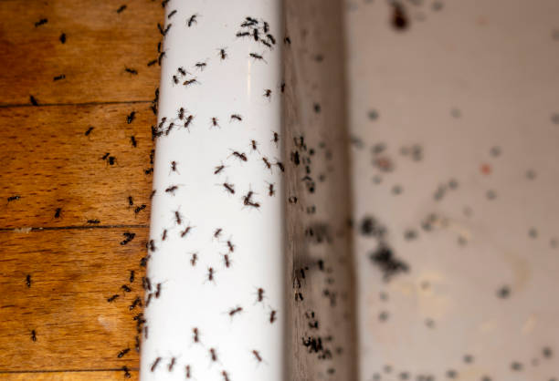 Best Residential Pest Control  in Apple Creek, OH